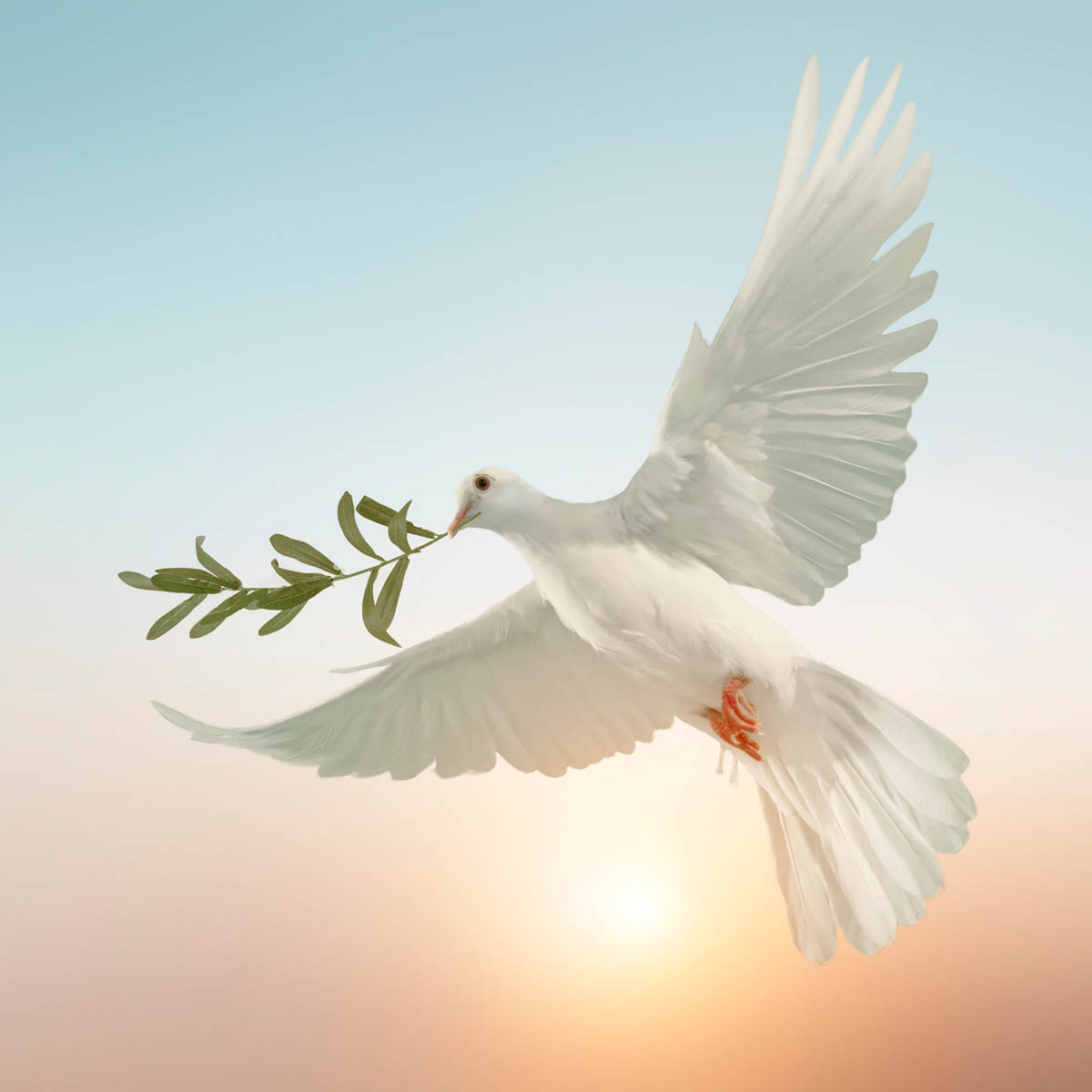 Journée internationale de la Paix